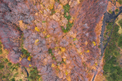 Full frame shot of autumn tree