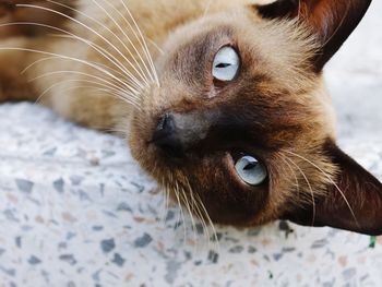 Close-up of a cat