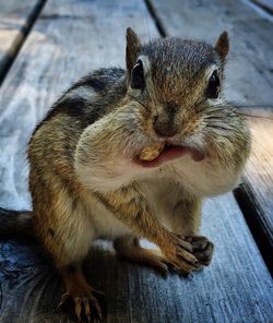 Portrait of chipmunk eating nuts on pier