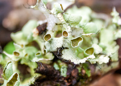 Close-up of plant