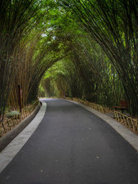 Road amidst trees in forest