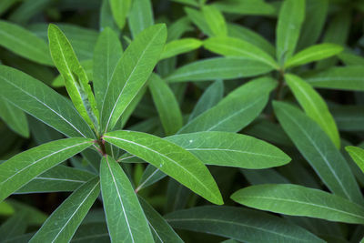 Full frame shot of plant