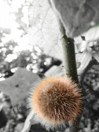 Close-up of plant against blurred background