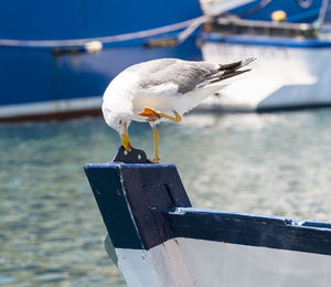 The seagull on the prow