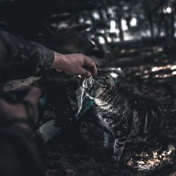 Cropped hand petting tabby in park