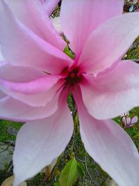 Close-up of pink flowers