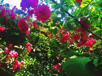 Close-up of red flowers growing on tree