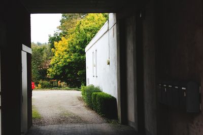 Empty walkway along trees