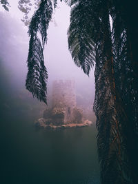 Tree by lake in foggy weather with duckhouse