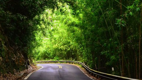 Empty road along trees