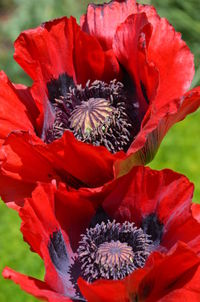 Close-up of red poppy blooming outdoors