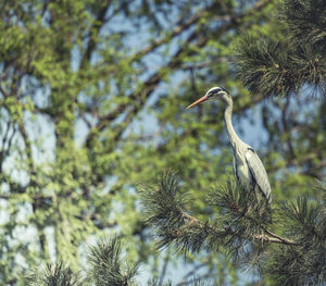 Bird perching on a tree