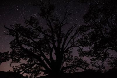 Low angle view of silhouette tree against sky at night