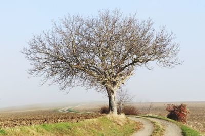 Tree on field against clear sky