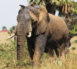 Close-up of elephant on field