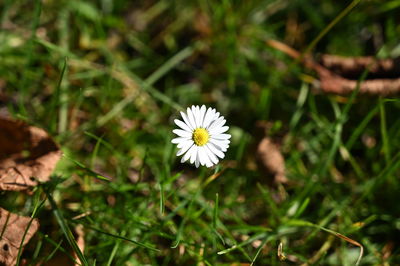 Close-up of white flowering plant on field