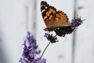 Close-up of painted lady butterfly pollinating on lavender