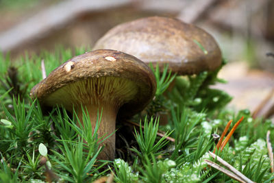 Close-up of mushroom growing on field