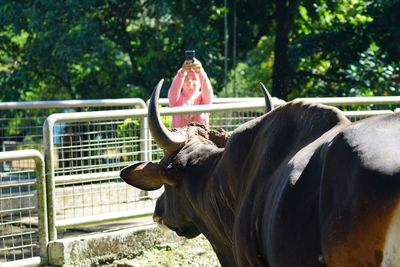 Woman photographing bull in zoo
