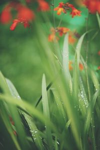 Close-up of wet grass