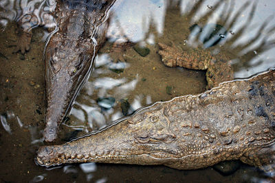 Close-up of crocodiles in water