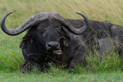 Portrait of buffalo laying in field