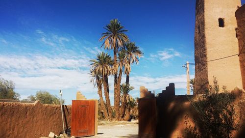 Palm trees against blue sky