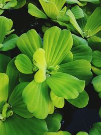 Full frame shot of plants