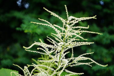 Close-up of plant