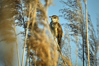 Low angle view of bird perching on a tree