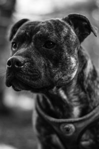 Close-up of dog