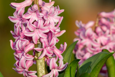 Close up of a pink hyacinth flower in bloom