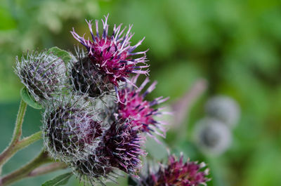 Close-up of pink flower
