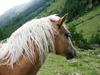 Close-up of horse standing next to mountain