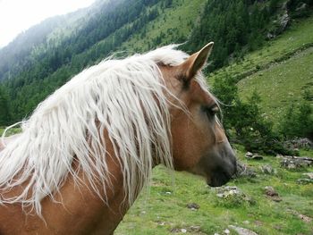 Close-up of horse standing next to mountain