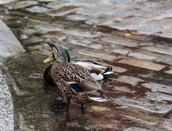 Close-up of mallard duck on lake