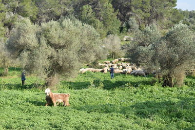 Cows grazing on field