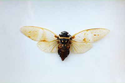 Close-up of insect on white background