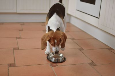 Cute beagle dog looking at empty dog bowl. hungry beagle dog