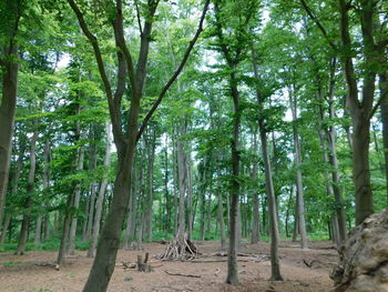 Trees in forest