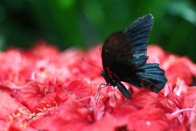 Close-up of butterfly pollinating on red flower