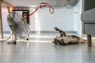 High angle view of cat sleeping on floor