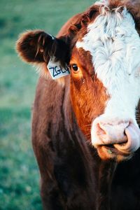 Close-up portrait of cow