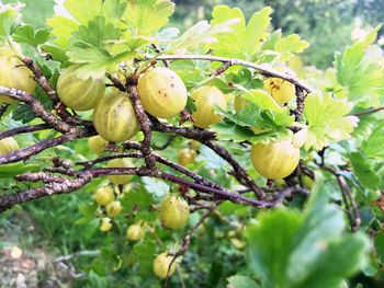 Low angle view of fruits growing on tree