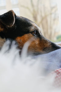 Close-up of a dog sleeping