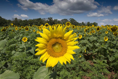 Close-up of fresh sunflower field against sky