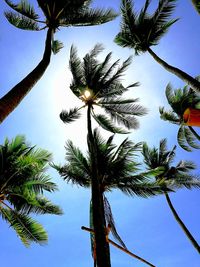 Low angle view of palm tree against clear sky