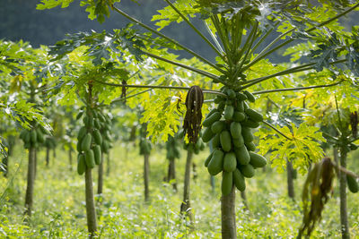 Close-up of papaya tree in farm