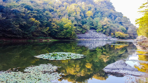 Scenic view of lake in forest during autumn