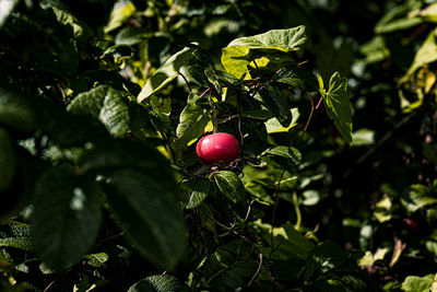 Close-up of red berries growing on tree